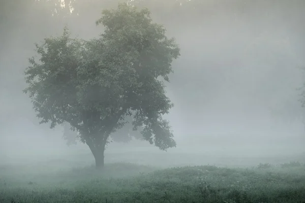 Sylwetka mistyczne drzewo w mgły — Zdjęcie stockowe
