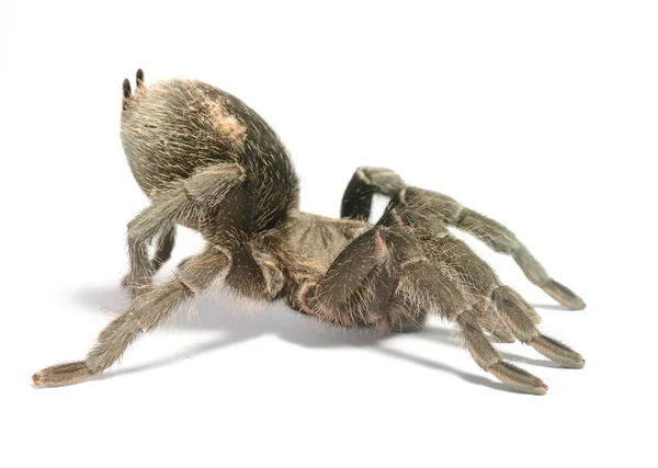 Svart tarantula grammostola pulchra isolerade — Stockfoto