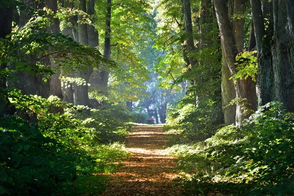 Yeşil ıhlamur ağaçlarının arasından geçen kırsal çakıl yolu (alley). Yumuşak güneş ışığı, güneş ışınları. Peri ormanı manzarası. Resimli bir manzara var. Saf doğa. Sanat, umut, cennet, yalnızlık, vahşi doğa kavramları. — Stok fotoğraf