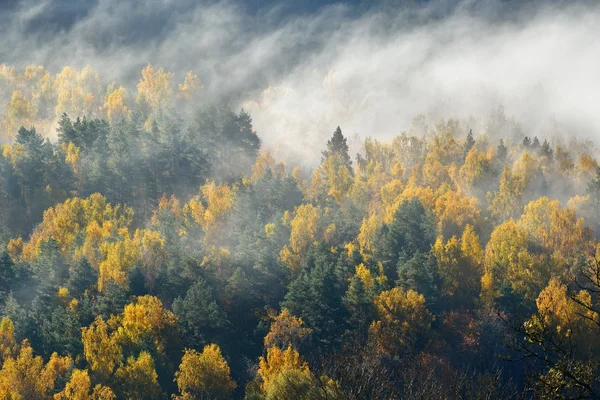Kolorowe wzgórza lasu pokryte mgły jesienią. Sigulda, Łotwa — Zdjęcie stockowe