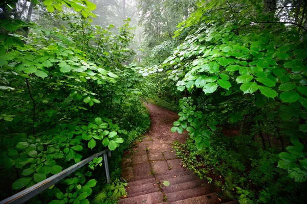 Escadaria na floresta desaparecendo no nevoeiro — Fotografia de Stock