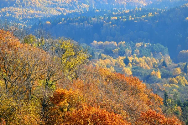 Färgglada forest hills i höst. Sigulda, Lettland. — Stockfoto