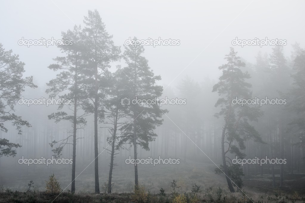 Strong morning fog in the forest in Latvia