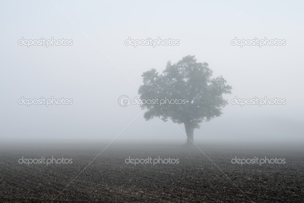 Lonely tree in the field in very strong fog