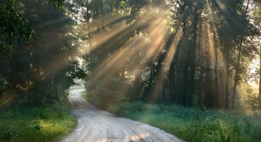 ormandaki güçlü güzel sis