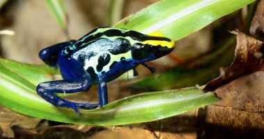 renkli mavi kurbağa dendrobates tinctorius