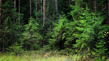 Karanlık çam ormanı sahnesi