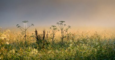 gün batımı sırasında çim yakın çekim