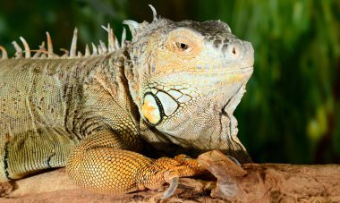 Terrarium içinde oturan igauna