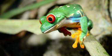 Red-eye frog Agalychnis callidryas in terrarium clipart