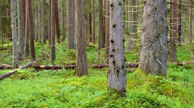 Karanlık çam ormanı sahnesi