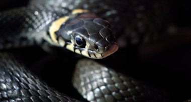 çim yılan yakın çekim