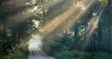 ormandaki güçlü güzel sis