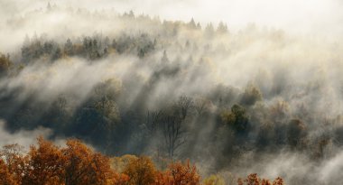 renkli forest hills Güz. Sigulda, Letonya.