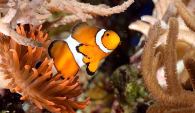 palyaço balığı, Deniz Akvaryumu