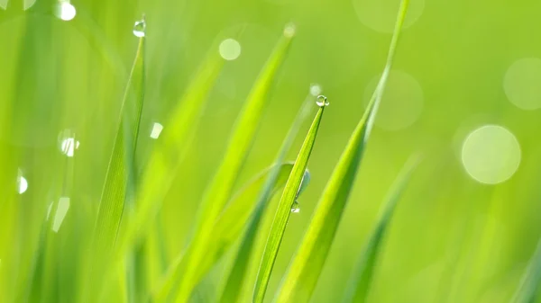 Świeża zielona trawa z kroplami wody zbliżenie — Zdjęcie stockowe
