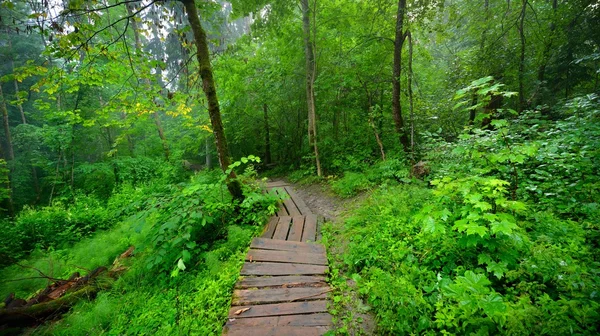 Escalera en el bosque desapareciendo en la niebla — Foto de Stock