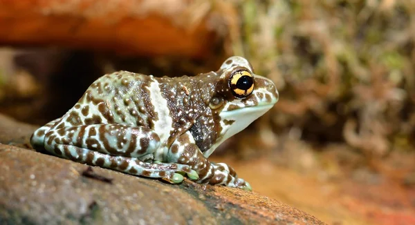 Färgglada groda i terrarium — Stockfoto