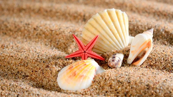 Sea star and shells on the sandy beach — Stock Photo, Image