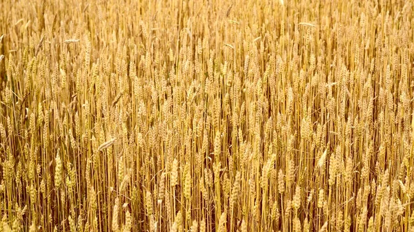 Agriculture view. Wheat field close-up — Stock Photo, Image