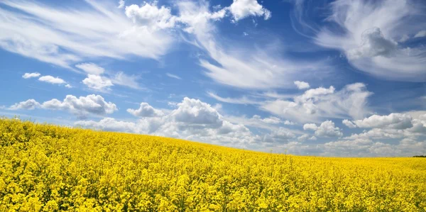 Champ de colza jaune en Lettonie — Photo