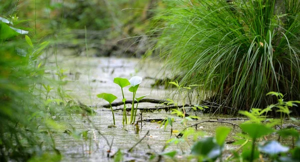 Forest swamp close-up view — Stock Photo, Image