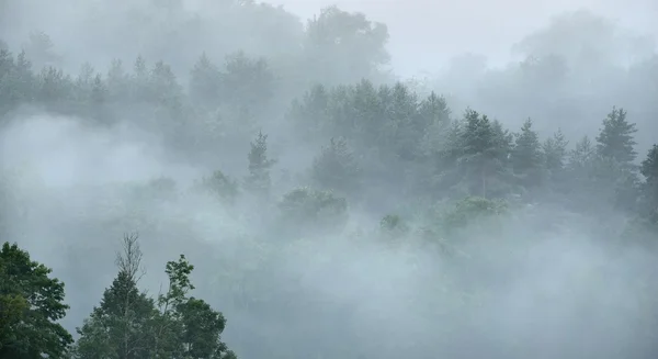 Bosque en Sugulda cubierto de niebla fuerte — Foto de Stock