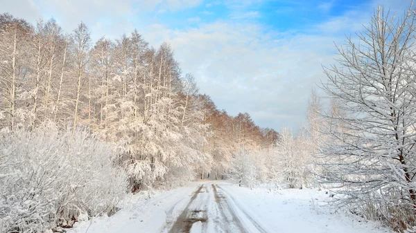 Silniční a sněhu které stromy v Lotyšsku — Stock fotografie