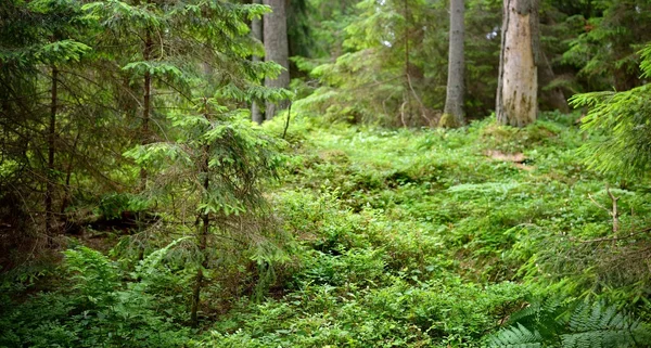 Mörk tallskog scen — Stockfoto