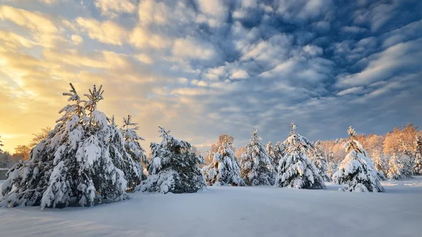 Bosque de invierno cubierto de nieve en Letonia — Foto de Stock