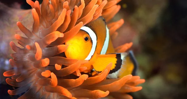 Рыба-клоун в морском аквариуме — стоковое фото