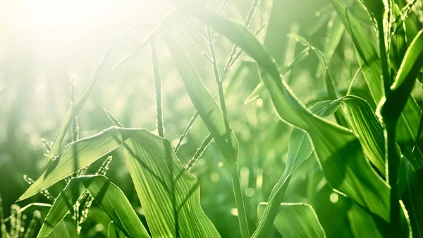 Corn field close-up at the sunset — Stock Photo, Image