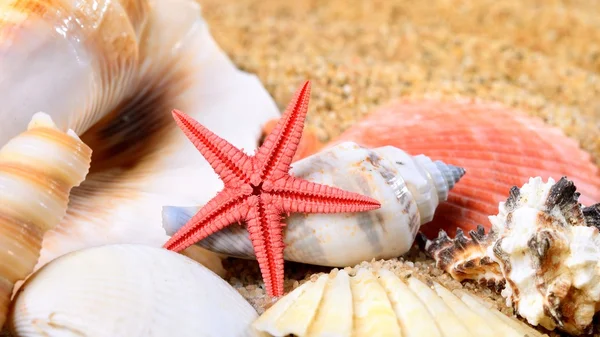 Sea star and shells on the sandy beach — Stock Photo, Image