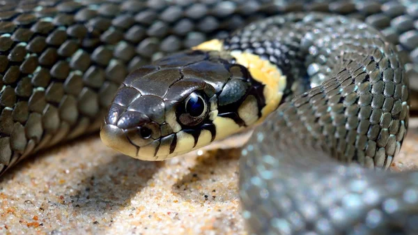 Césped serpiente primer plano — Foto de Stock