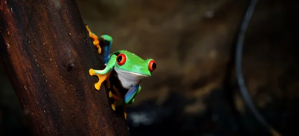 红眼树蛙阿加利亚尼斯红眼蛙 — 图库照片