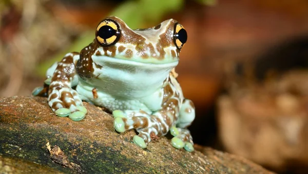 Rana colorida en terrario — Foto de Stock