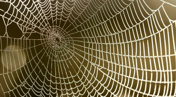 Schönes Spinnennetz mit Wassertropfen in Nahaufnahme — Stockfoto