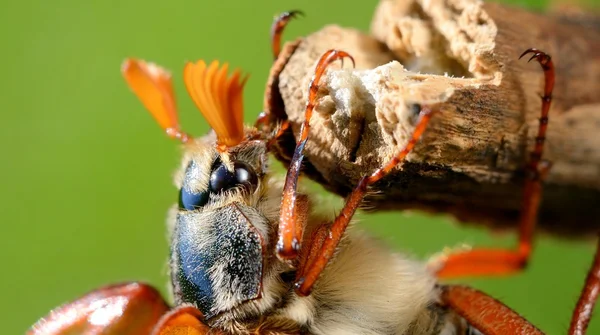 Cockchafer o puede insecto (Melolontha melolontha) en natural — Foto de Stock