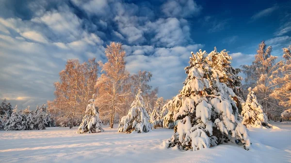 Snötäckta vintern skog i Lettland — Stockfoto