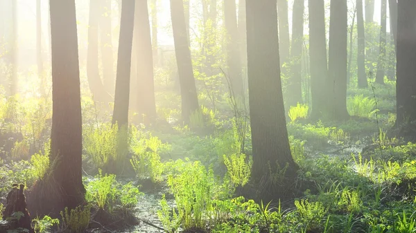 较强的美丽雾和在森林里的阳光 — 图库照片