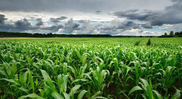 Кукурузное поле крупным планом против бурного неба — стоковое фото