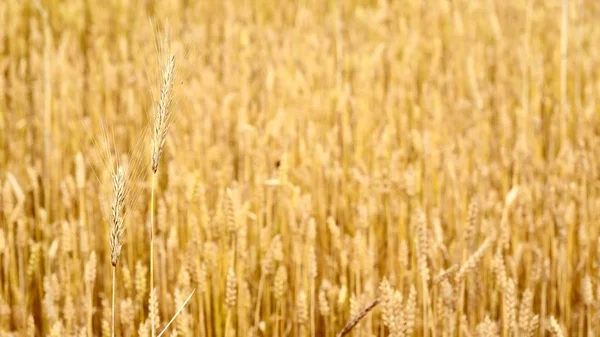 Agriculture view. Wheat field close-up — Stock Photo, Image