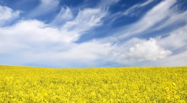 Champ de colza jaune en Lettonie — Photo