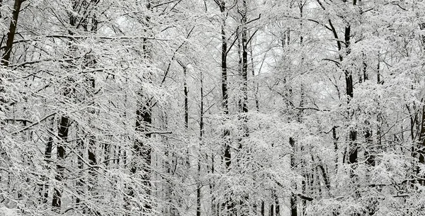 Maravilla invernal en bosque cubierto de nieve. Letonia —  Fotos de Stock