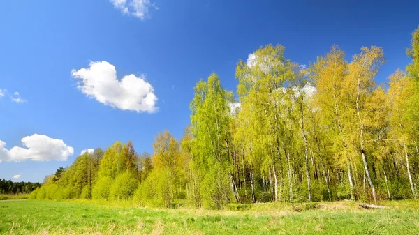 Pradera clásica y paisaje de primavera forestal — Foto de Stock