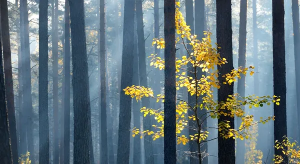 Красочное одинокое дерево в лесу осенью — стоковое фото