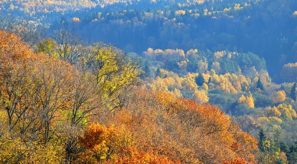 Färgglada forest hills i höst. Sigulda, Lettland. — Stockfoto