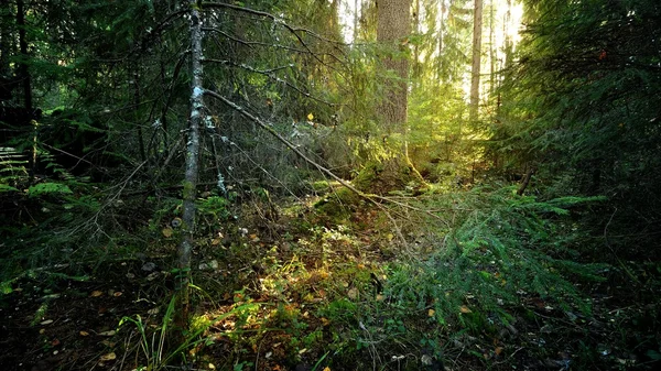 Mörk tallskog scen — Stockfoto