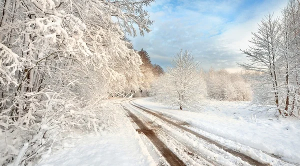 Strada e alberi coperti di neve in Lettonia — Foto Stock