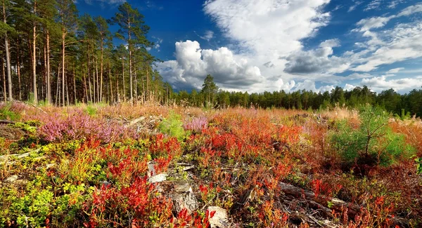 Forêt nordique avec premier plan coloré — Photo